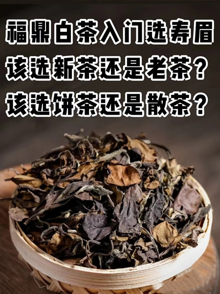 福鼎白茶选择新茶还是老茶比较好？（福鼎白茶哪款好？)