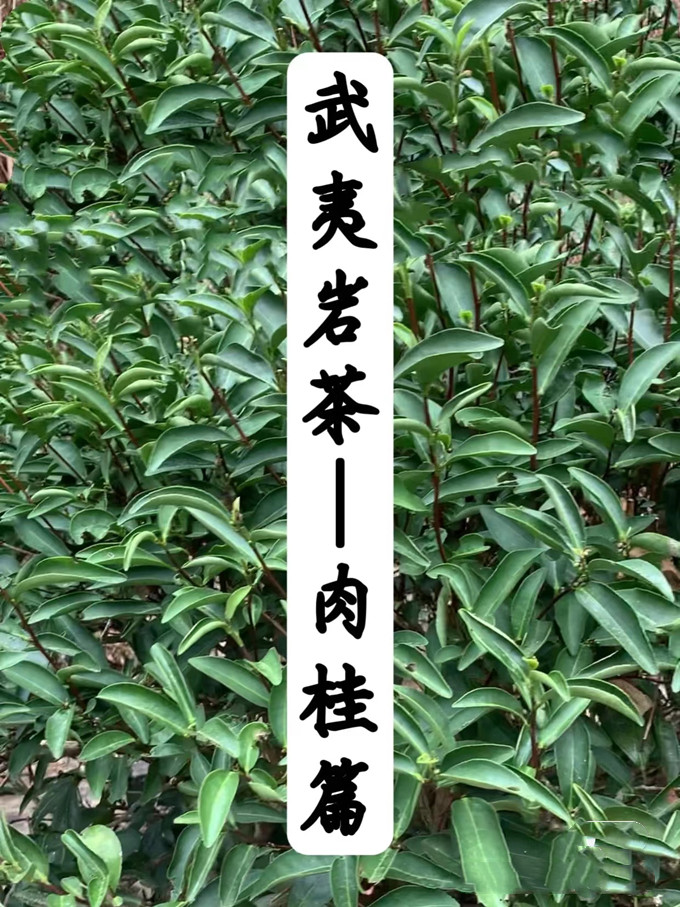 武夷山肉桂茶，自带桂花香的茶叶